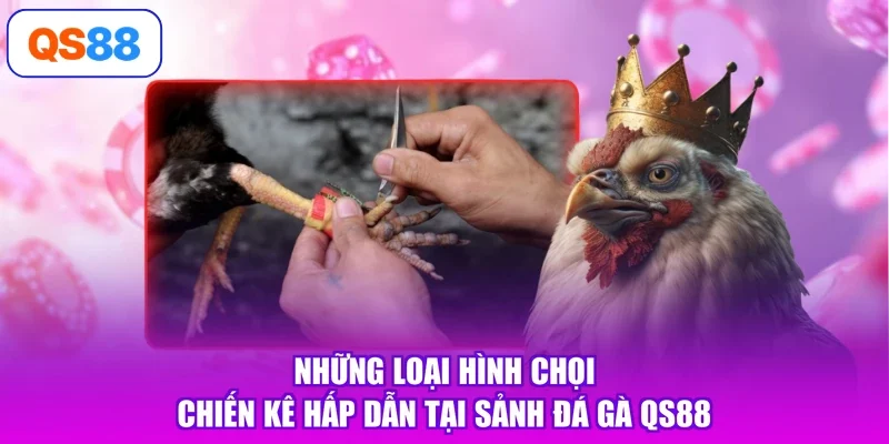 Những loại hình chọi chiến kê hấp dẫn tại sảnh đá gà Qs88